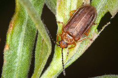 Tricholochmaea punctipennis