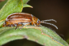 Tricholochmaea punctipennis