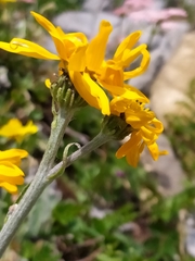 Senecio doronicum