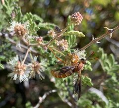 Opomydas limbatus