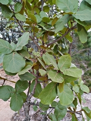 Quercus jonesii