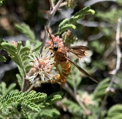 Opomydas limbatus
