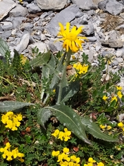 Senecio doronicum