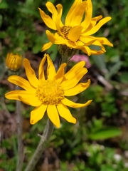 Senecio doronicum