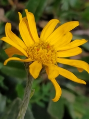 Senecio doronicum