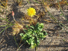 Agoseris apargioides