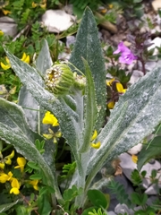 Senecio doronicum