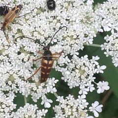 Typocerus velutinus