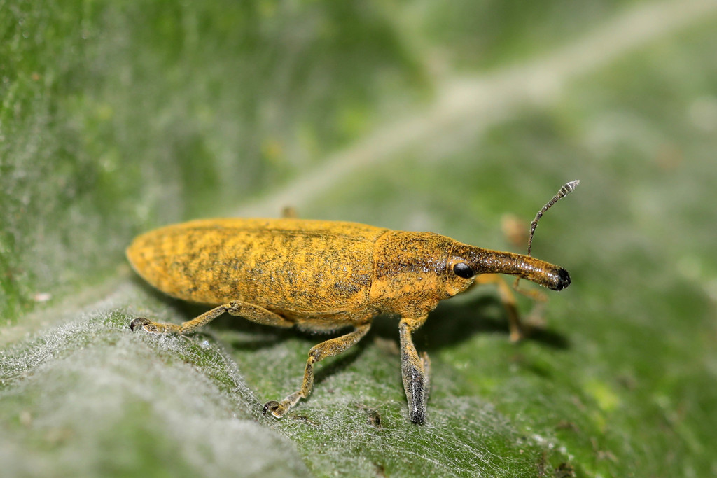 Elongated Bean Weevil
