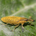 Elongated Bean Weevil - Photo (c) Martin Grimm, some rights reserved (CC BY-NC), uploaded by Martin Grimm