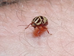 Cryptocephalus leucomelas