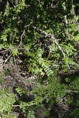 Hippobromus pauciflorus