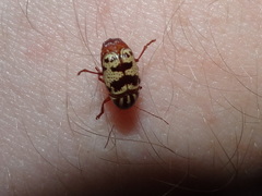 Cryptocephalus leucomelas