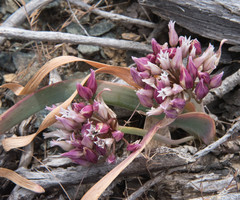 Allium falcifolium