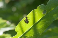 Phyllobius contemptus