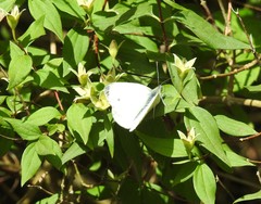 Pieris napi