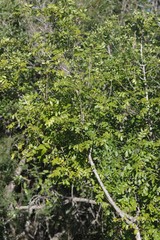 Hippobromus pauciflorus