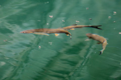 Squalius cephalus