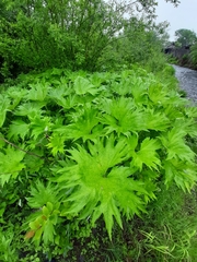 Petasites tatewakianus