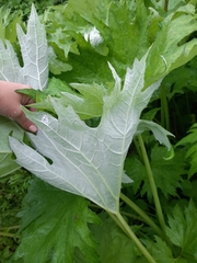 Petasites tatewakianus