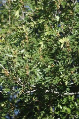Hippobromus pauciflorus