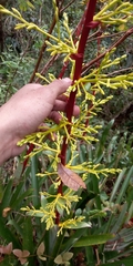 Guzmania diffusa