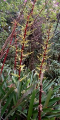 Guzmania diffusa