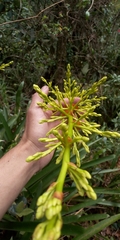 Guzmania diffusa