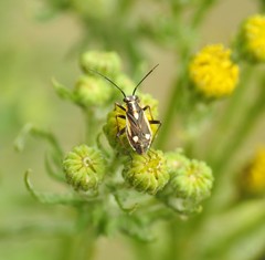 Capsodes sulcatus