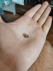 Theodoxus fluviatilis