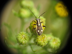 Capsodes sulcatus