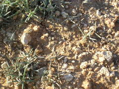 Petrosimonia brachiata