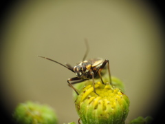 Capsodes sulcatus
