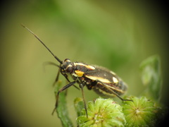 Capsodes sulcatus