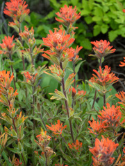 Castilleja hispida acuta