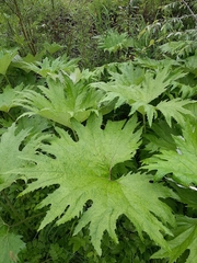Petasites tatewakianus