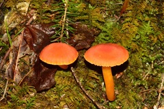 Pseudohygrocybe