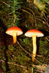 Pseudohygrocybe