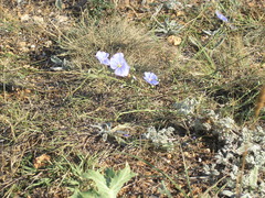 Linum squamulosum