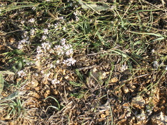 Asperula supina
