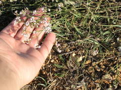 Asperula supina