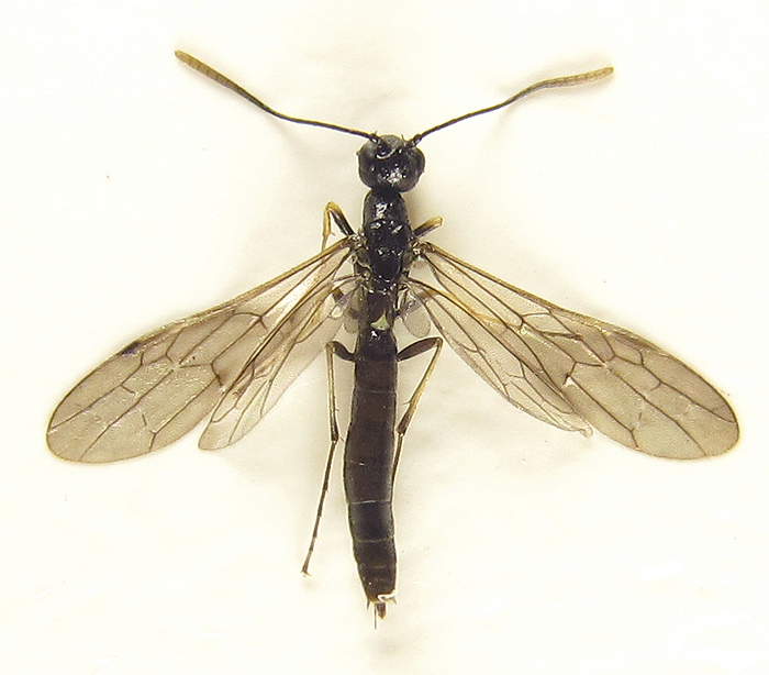 Pale-legged Stem-sawfly