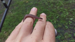 Carphophis amoenus amoenus