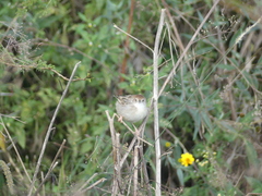 Cisticola chiniana