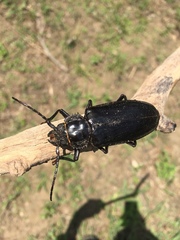 Archodontes melanopus