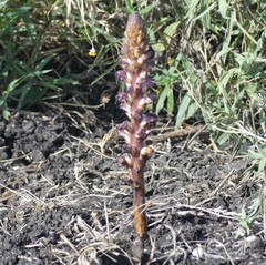 Orobanche minor