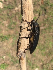 Archodontes melanopus