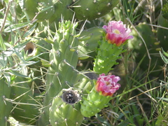 Austrocylindropuntia subulata