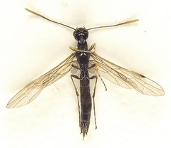 Calameuta pallipes