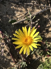Senecio crassiflorus